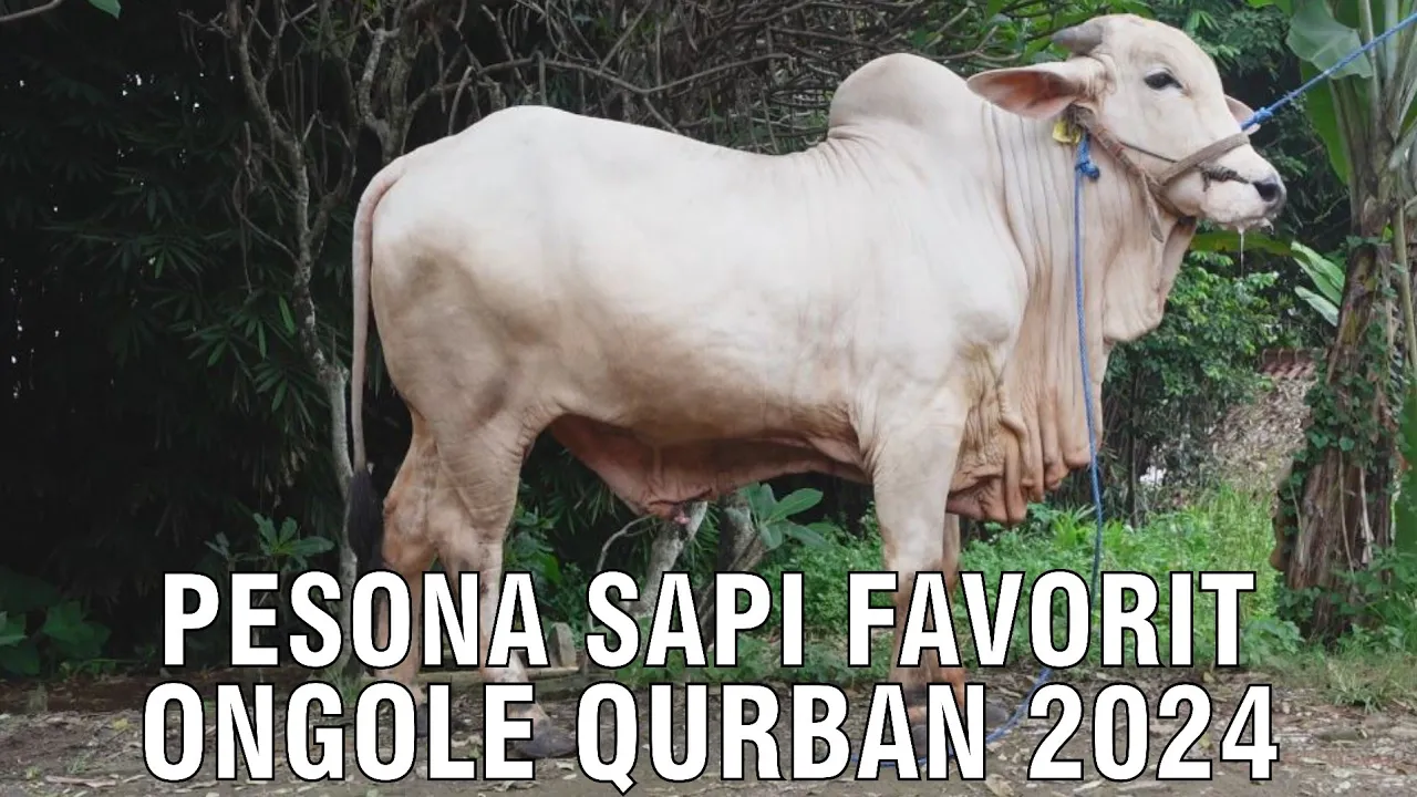 
                                 Pesona-Sapi-Favorit-Ongole-Qurban-2024